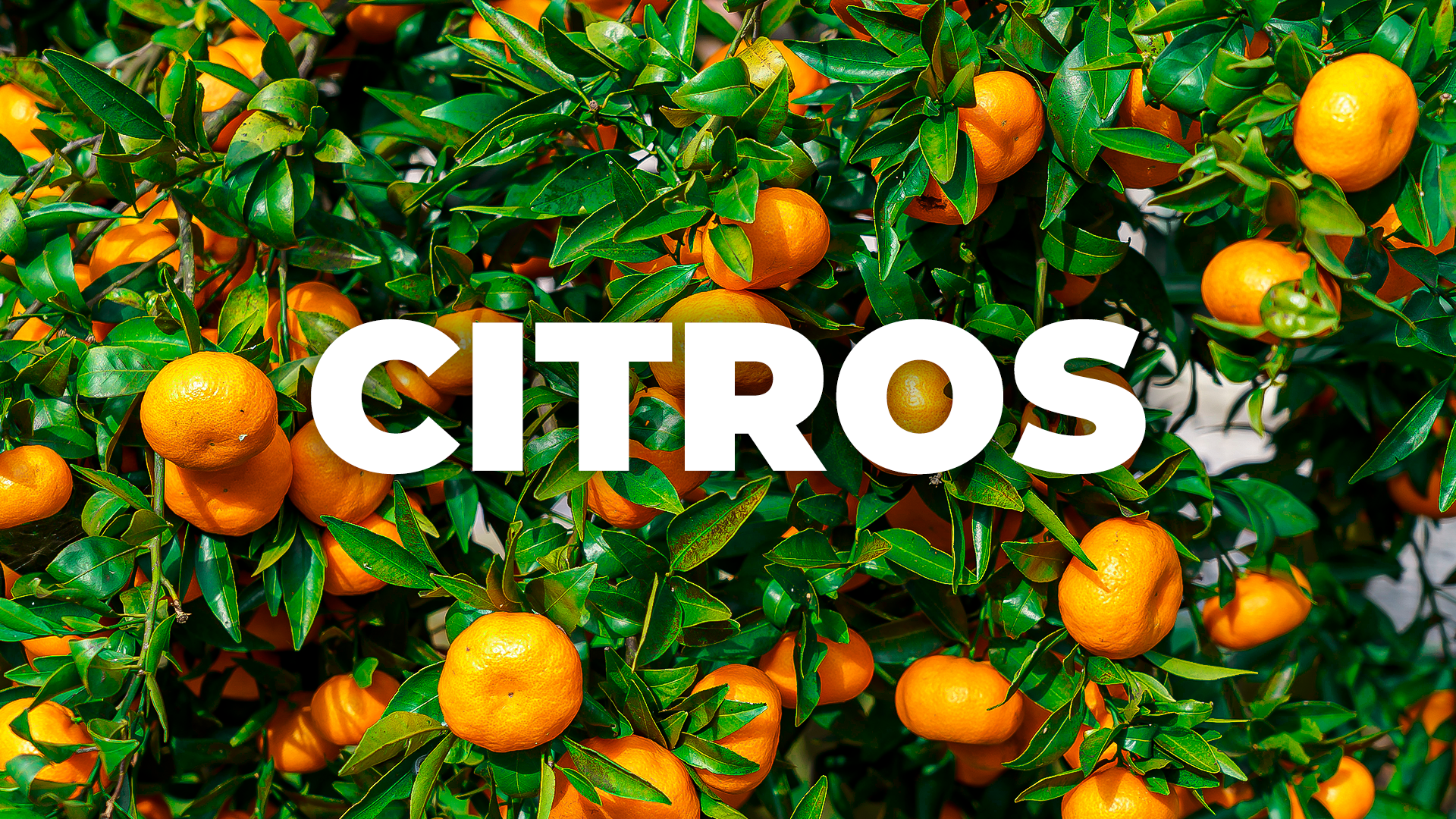 CITROS